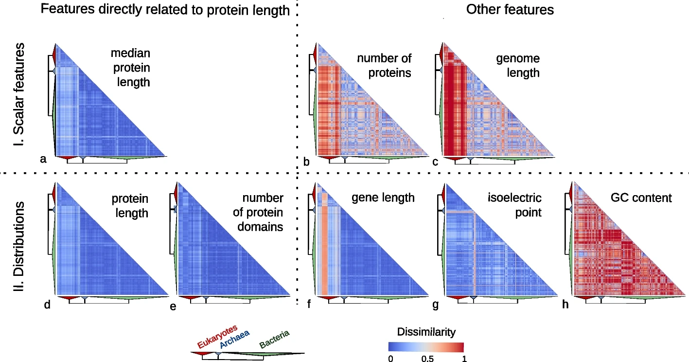 The Surprising Uniformity of Protein Length Distribution Across the Tree of Life