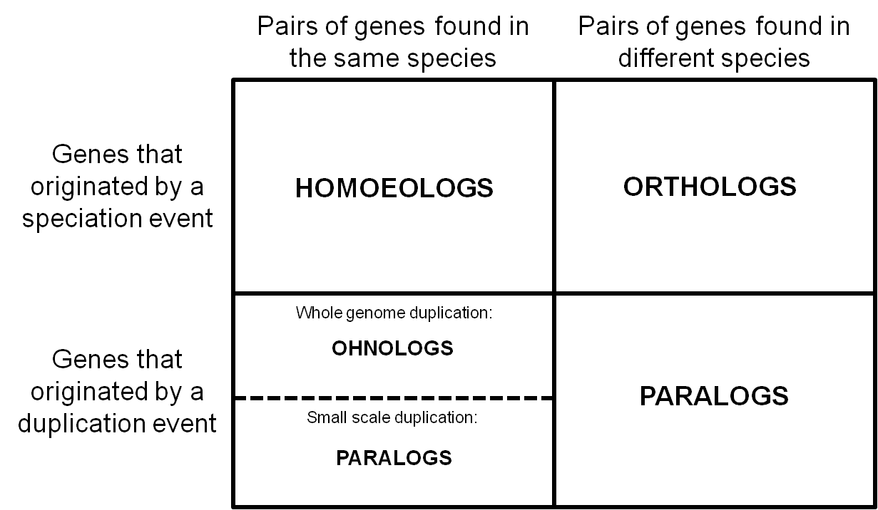 What is homoeology? (story behind the paper)