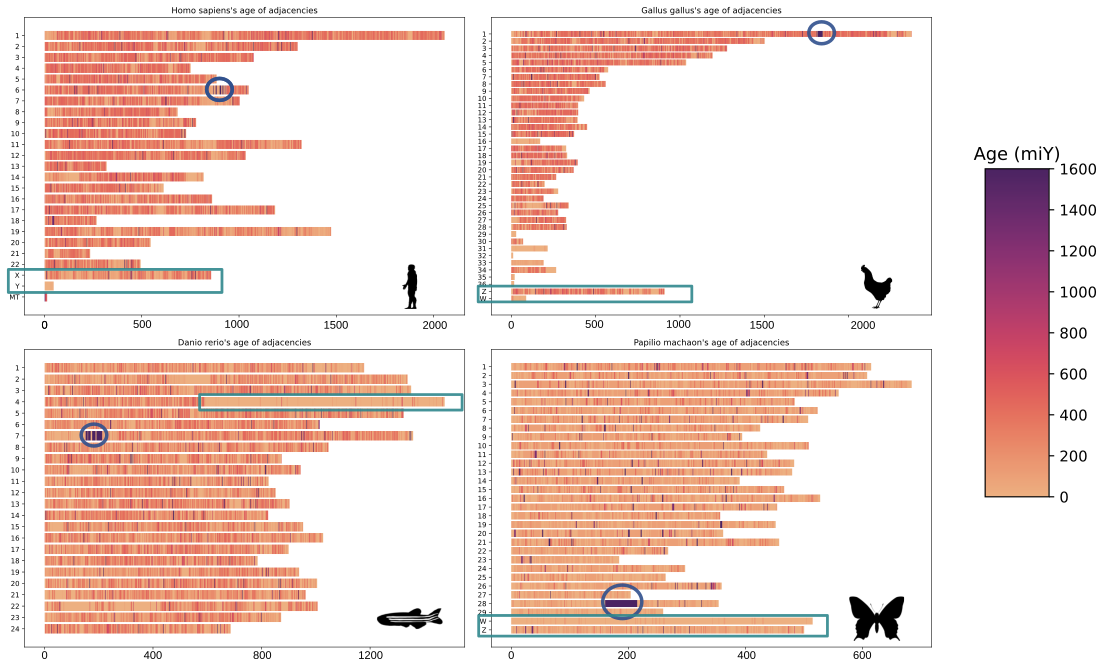 Ancestral gene order inference at Tree of Life scale